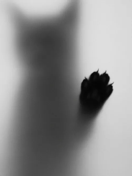 Silhouette mystérieuse derrière un verre dépoli