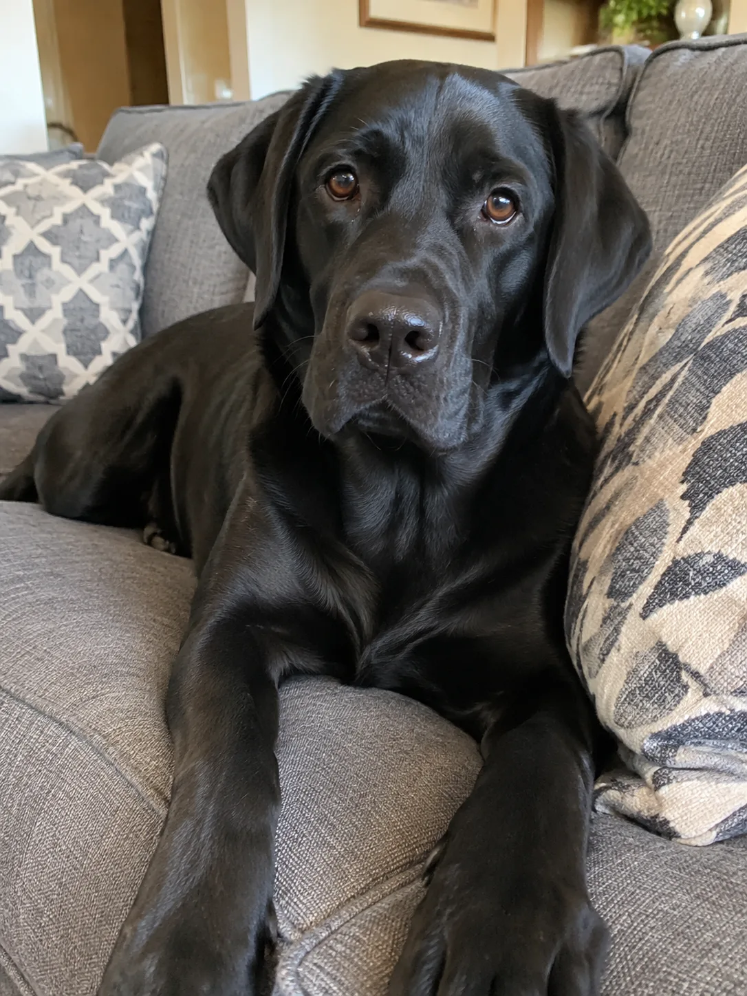 Original photo: a black Labrador lying on a sofa