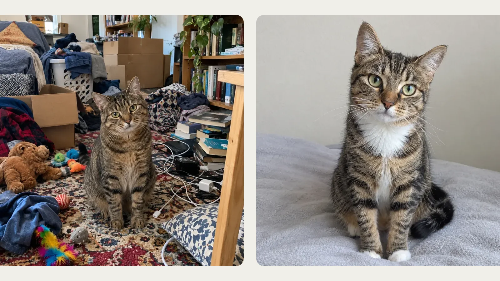 A cat photo with a cluttered room next to a cat photo on a plain background
