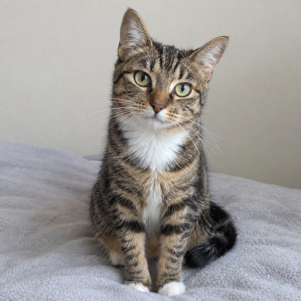 A cat on a plain blanket