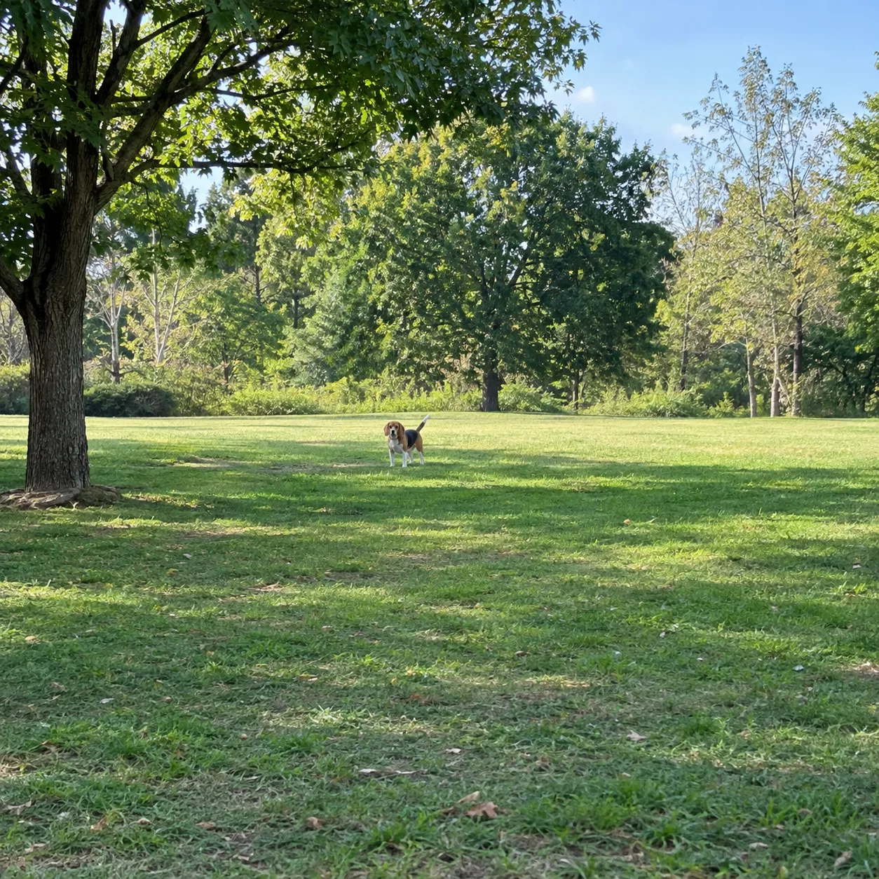 A small dog far away in a wide park