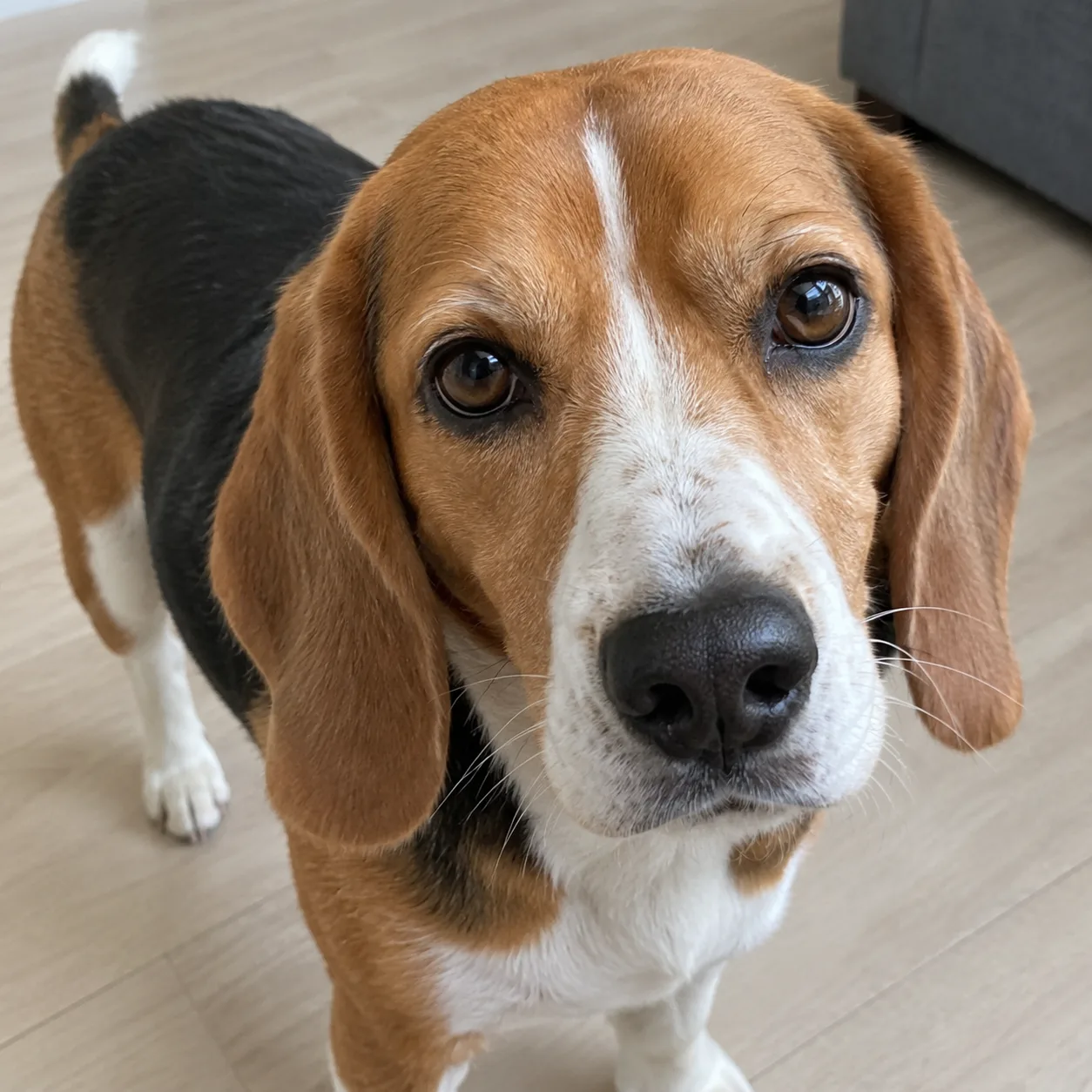 A dog photographed up close, filling most of the photo